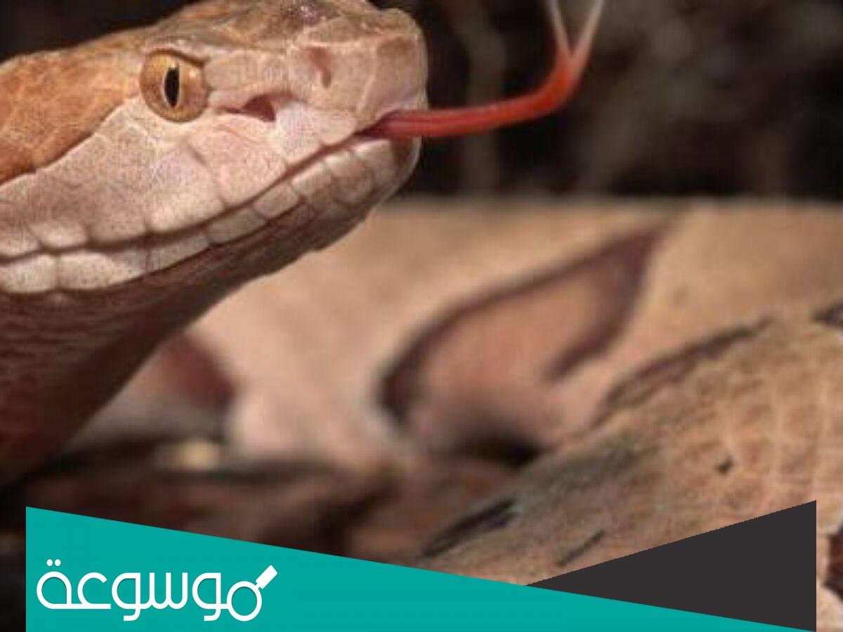 اين توجد حاسة الشم عند الثعبان