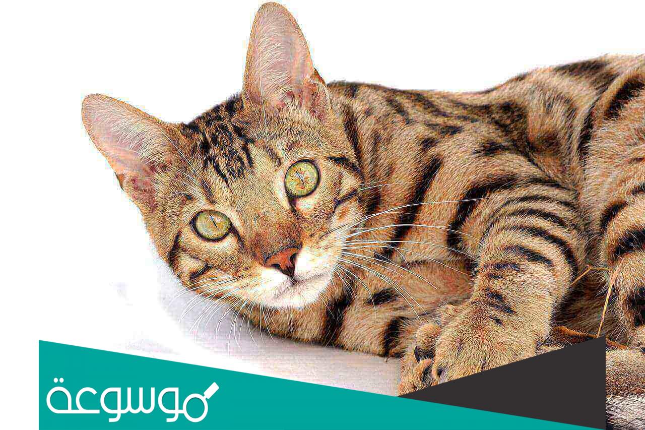 كيف ادفن قطتي الميتة