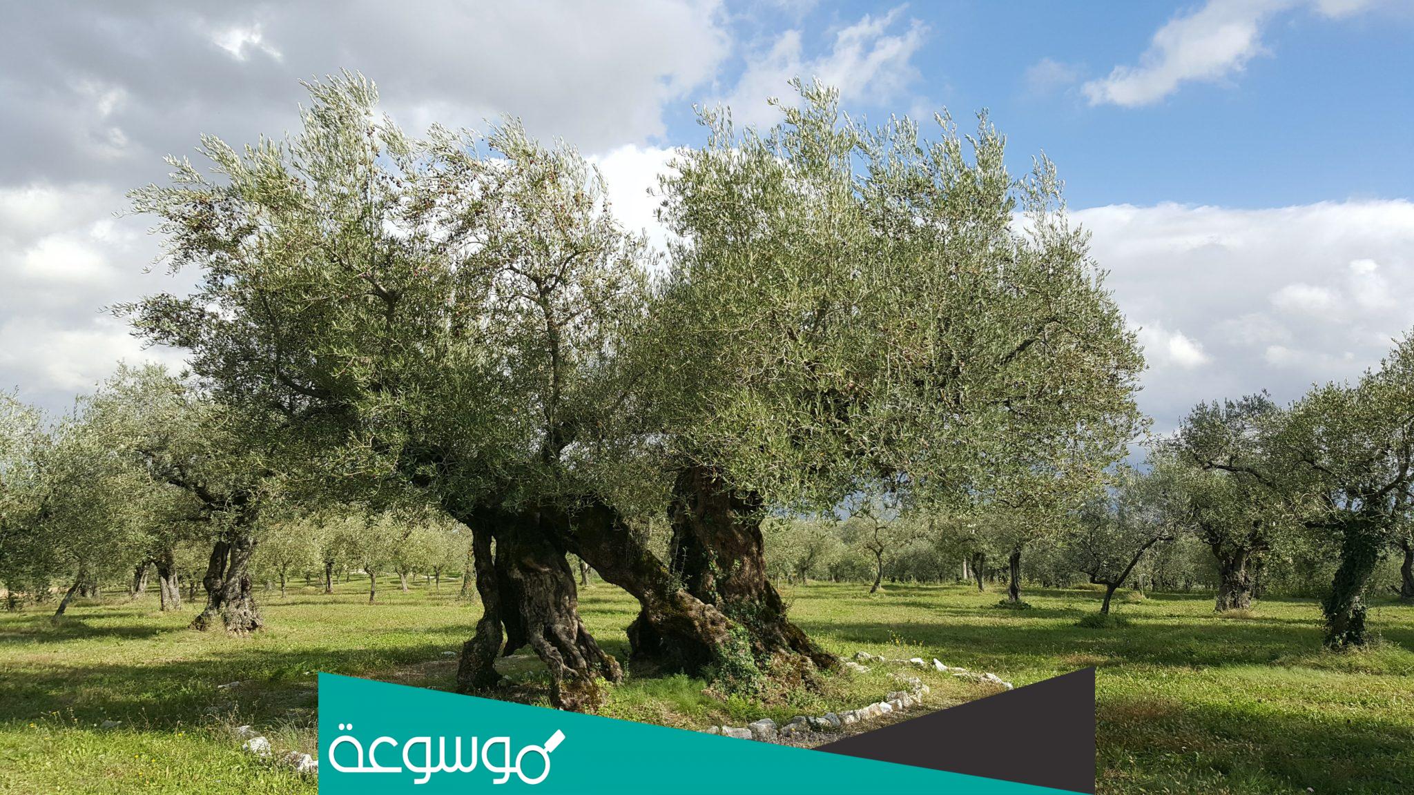 كيف اعتني بأشجار الزيتون لزيادة الانتاج
