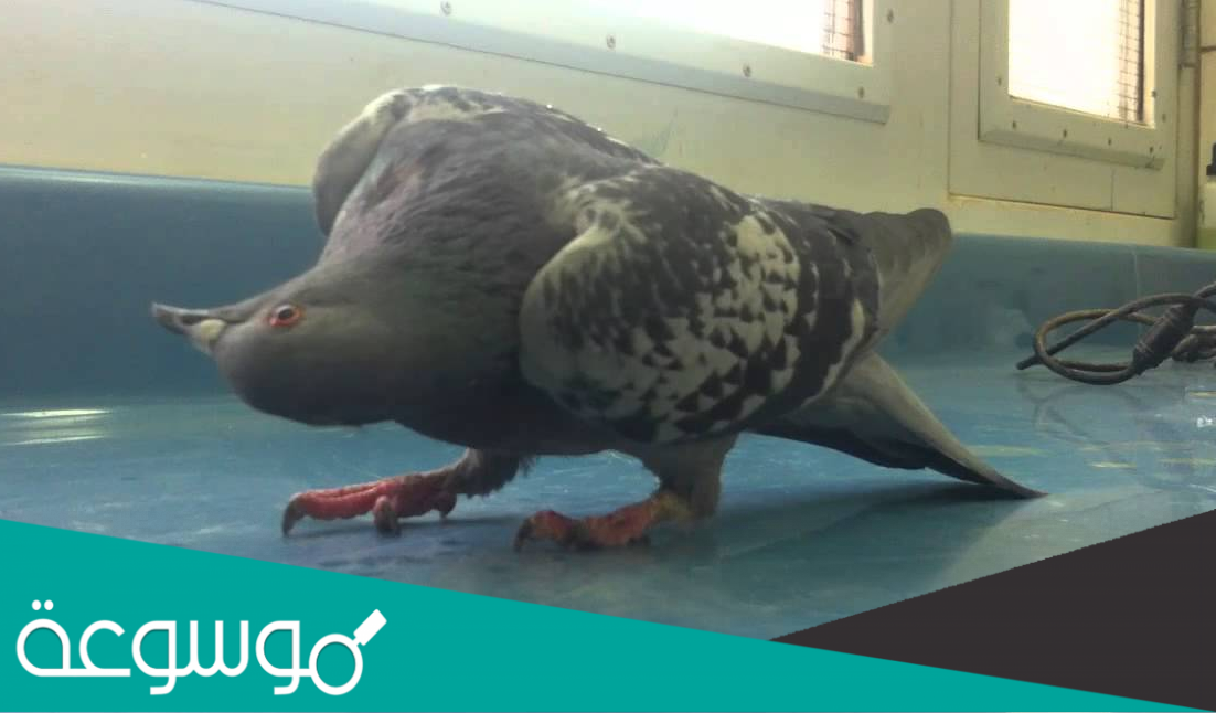 ما هو مرض ابو رقيبه للحمام وكيفية وقايته