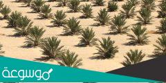 ما هي متطلبات زراعة النخيل