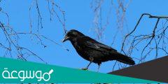 ماذا يسمى صوت الغراب
