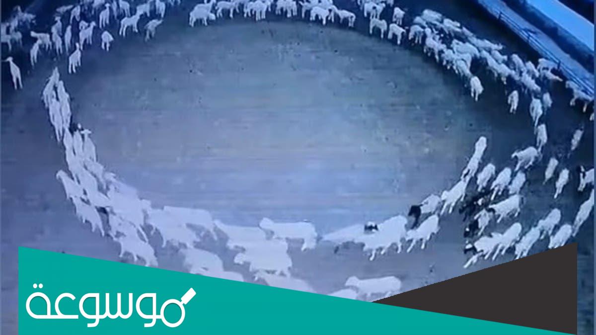 هل ظاهرة دوران الحيوانات من علامات الساعة