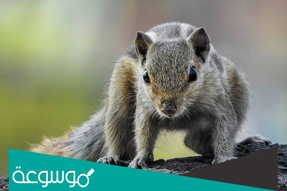 ماذا يأكل السنجاب