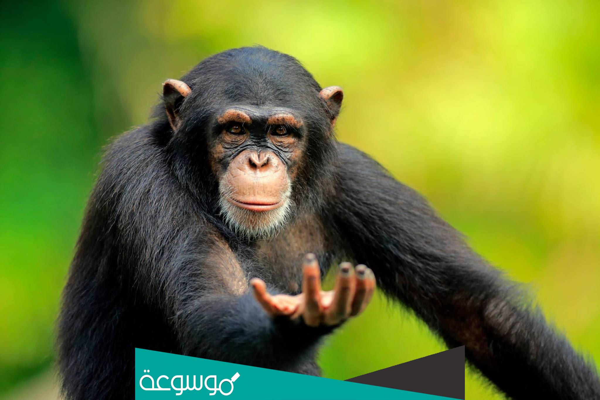 ماهو الحيوان الذي يصوم سنة كاملة ولا يموت