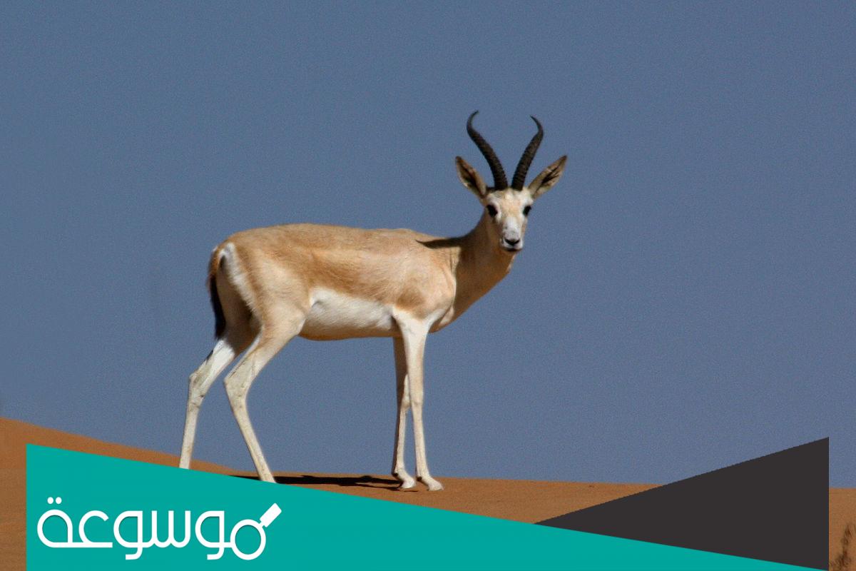 في اي عام تم الاعلان عن انقراض الغزال السعودي