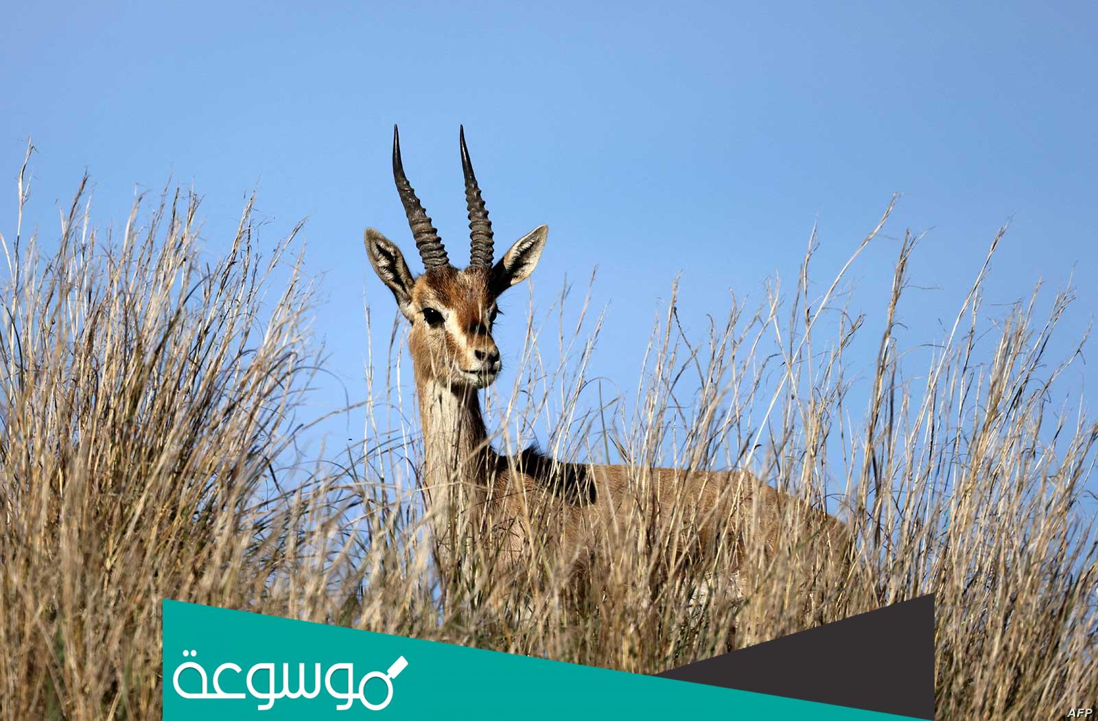 كم سعر لحم الغزال في السعوديه