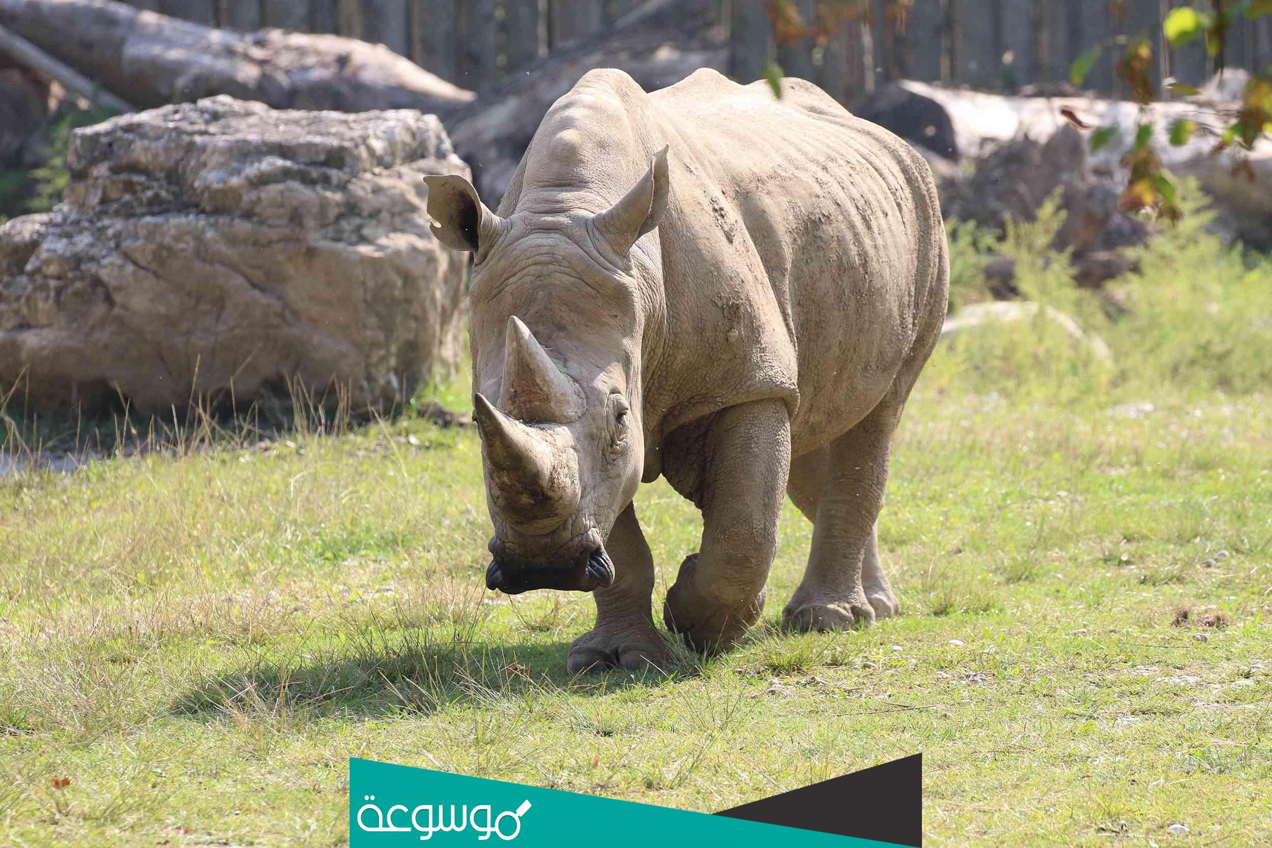 كم عدد وحيد القرن في العالم