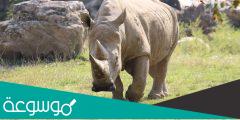 لماذا انقرض وحيد القرن الأبيض