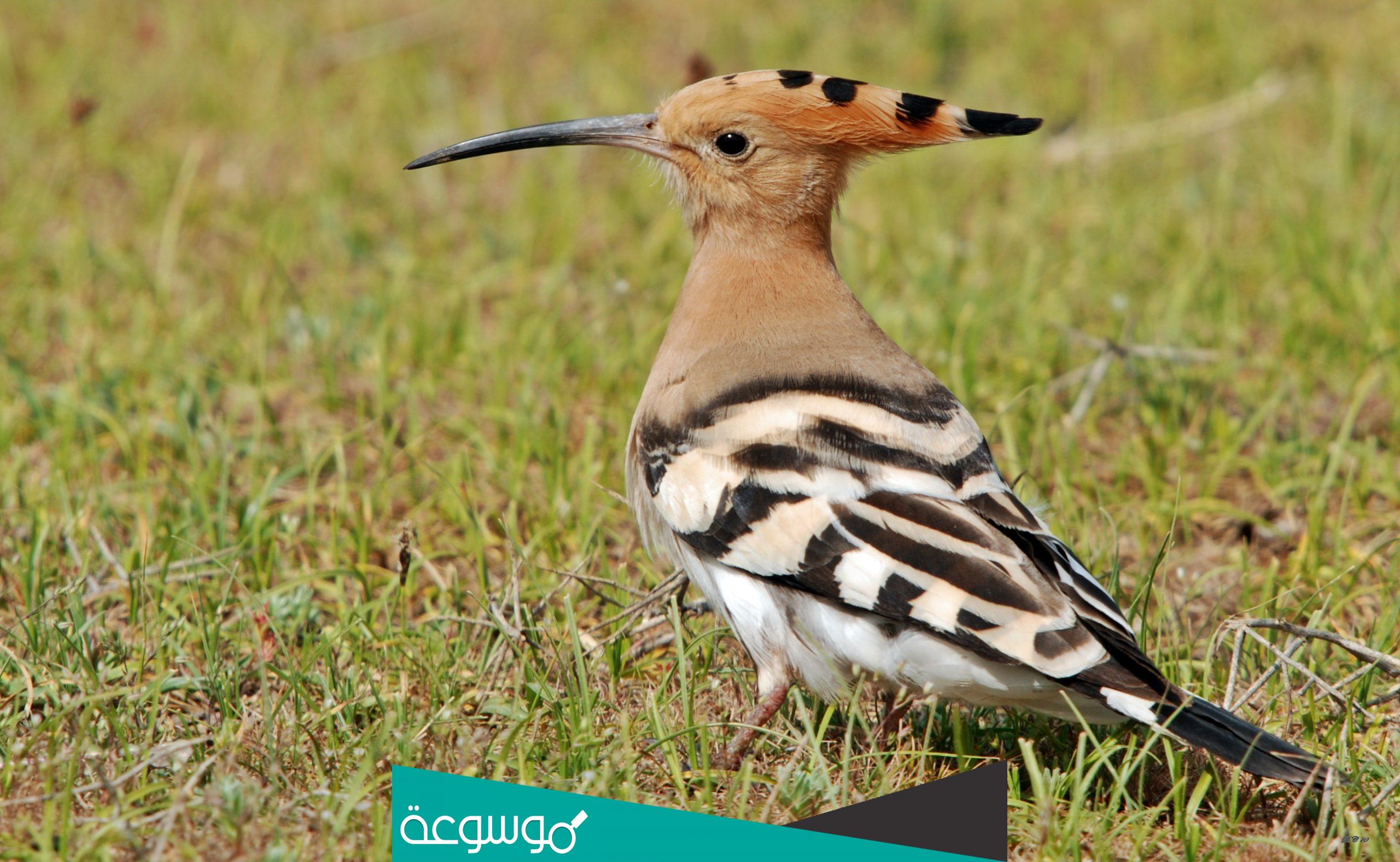 ماهو الحيوان الذي يرى الماء من بعد ويحس به في باطن الارض