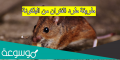 طريقة طرد الفئران من البلكونة