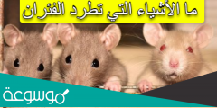 ما الأشياء التي تطرد الفئران