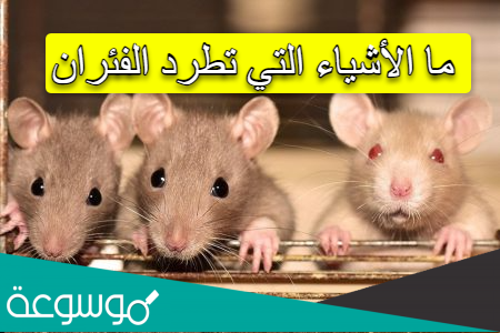 ما الأشياء التي تطرد الفئران