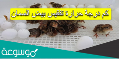 كم درجة حرارة تفقيس بيض السمان