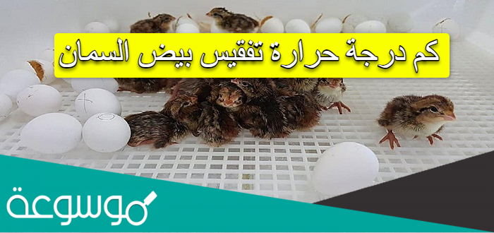 كم درجة حرارة تفقيس بيض السمان