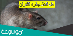 هل الخل يطرد الفئران