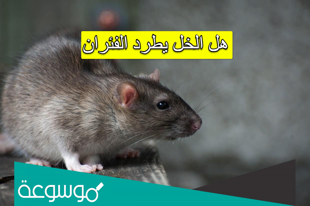 هل الخل يطرد الفئران