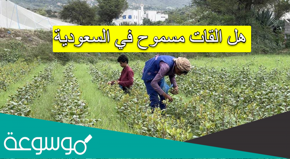 هل القات مسموح في السعودية