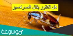 هل الكلور يقتل الصراصير