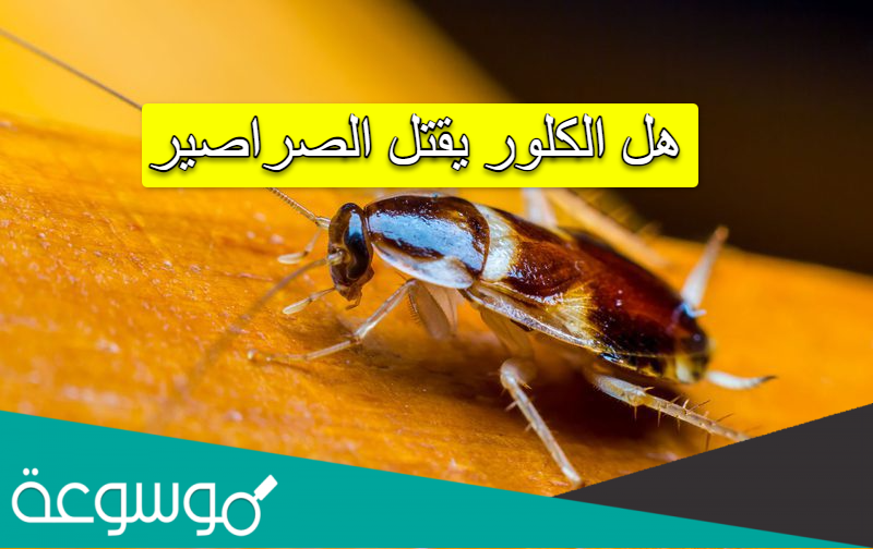 هل الكلور يقتل الصراصير