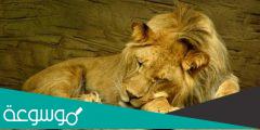 عدد الساعات التي ينامها الأسد يوميا