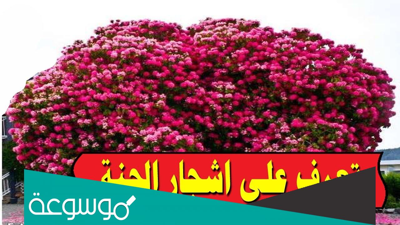 ما هي أسماء شجر الجنة؟