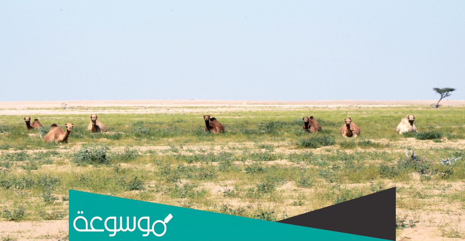 جدة الحراسيس في اي محافظة