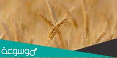 ما هو مقترحاتك لتحقيق الامن الغذائي في مصر
