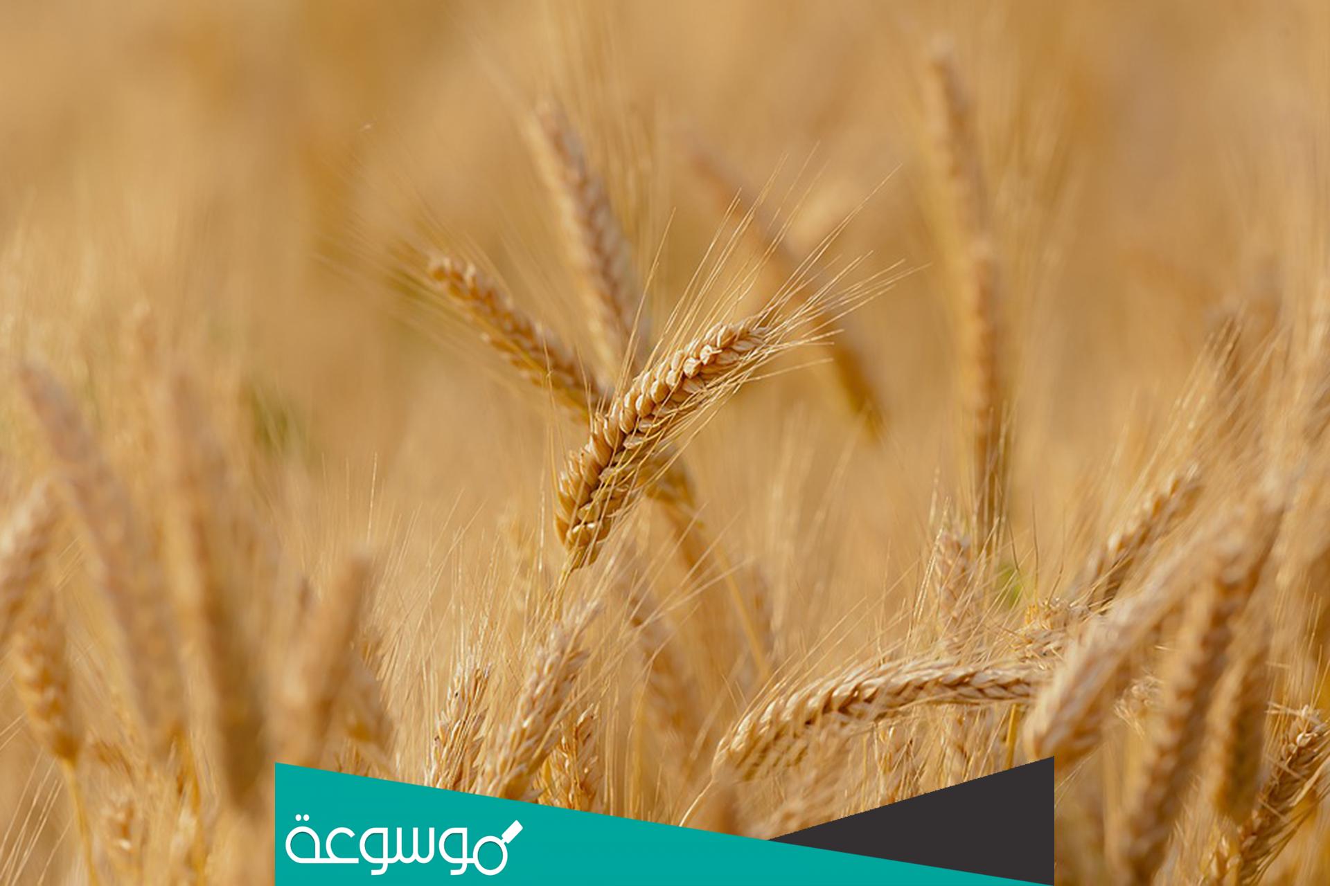 ما هو مقترحاتك لتحقيق الامن الغذائي في مصر