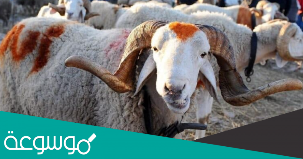 اسعار الأغنام والمواشي في الكويت 2023 بالدينار الكويتي