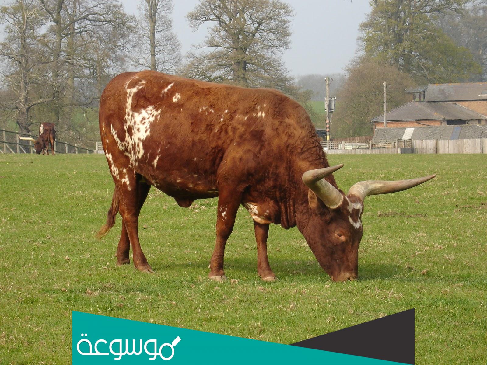 اسم بيت الثور من خمس حروف