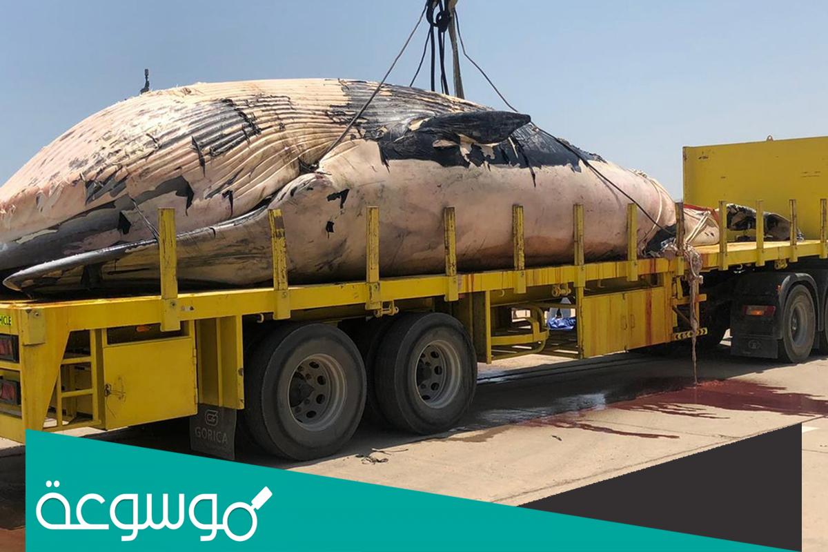 ما الفرق بين الحوت والقرش بالصور