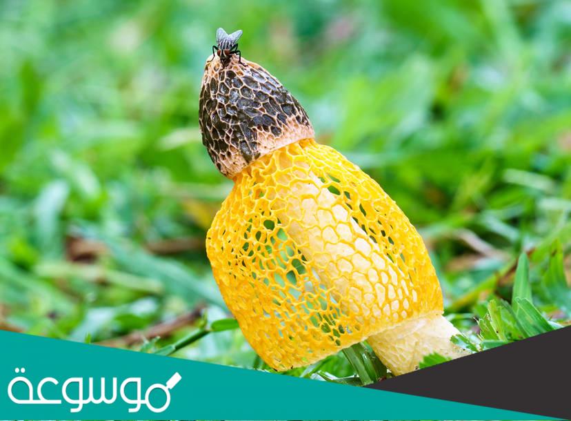 ما هو الفطر البرتقالي عند الرجل