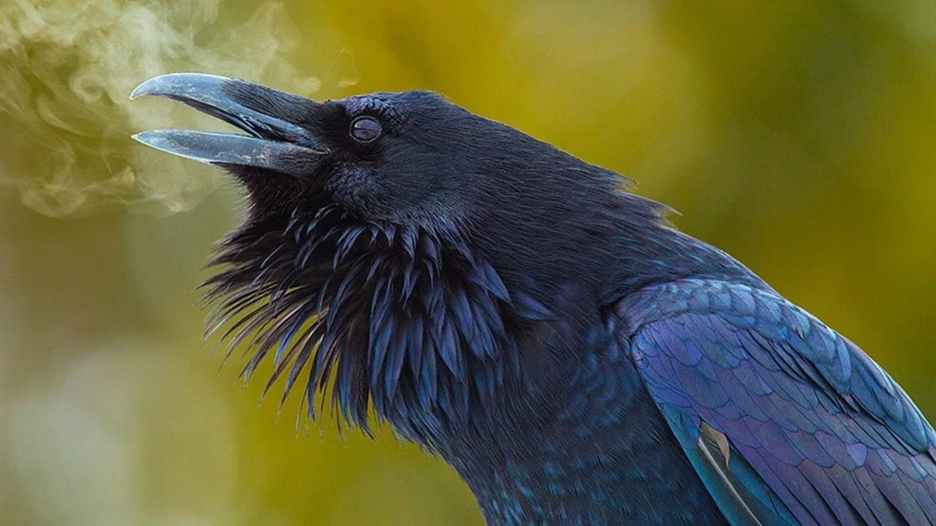 لماذا الغراب من الفواسق