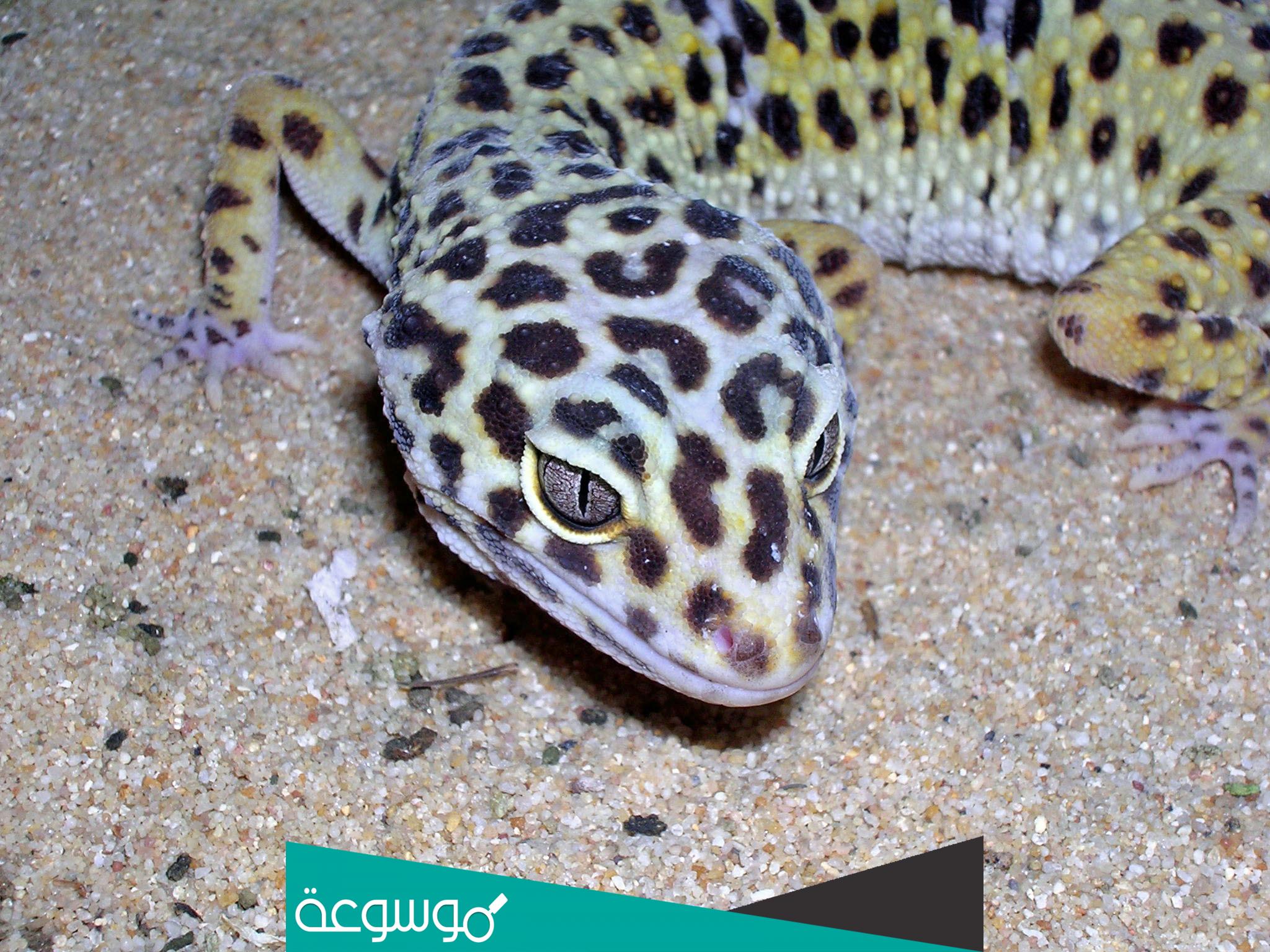 ما هو الوزغ الذي أمرنا بقتله