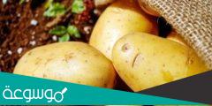 ما هي مفرد بطاطا في اللغة العربية