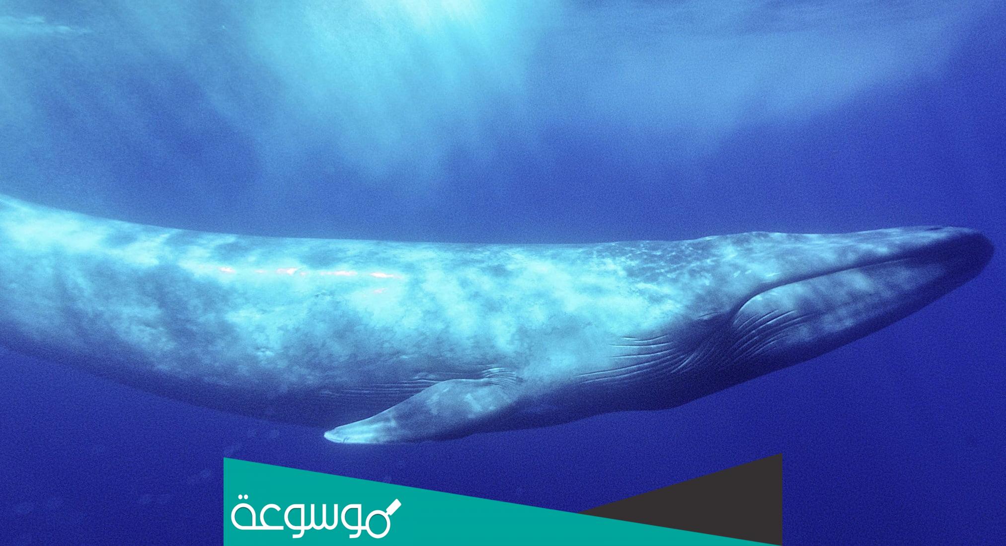 ماذا قال يونس في بطن الحوت