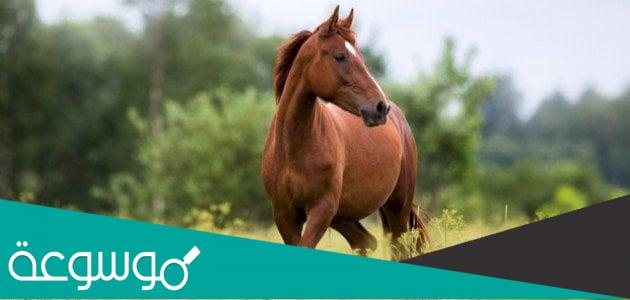 هل لحم الحصان حلال