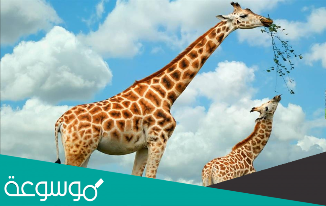 اسم الحيوان الذي لا يصدر اي صوت