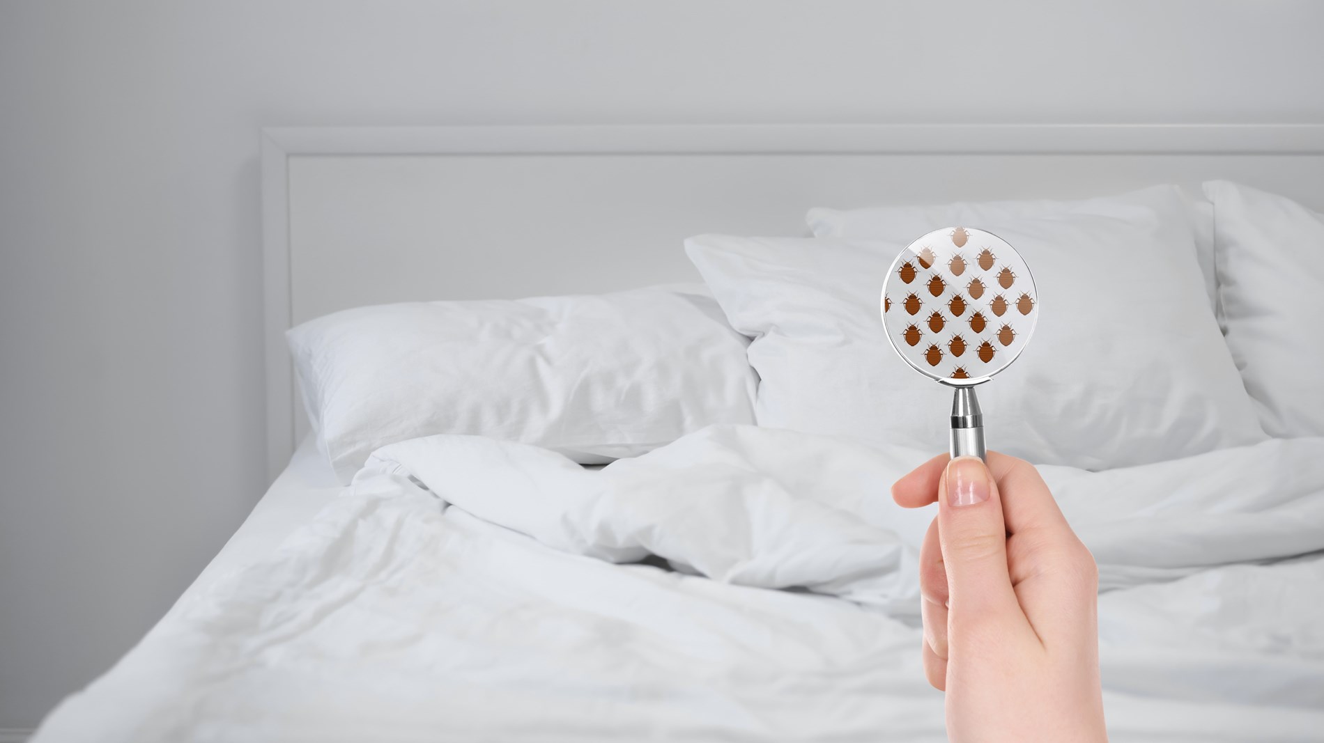 ما هي حشرة البق في فرنسا