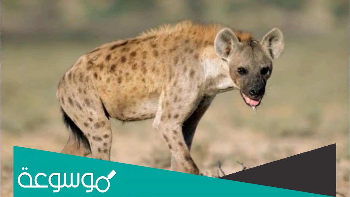 ماهو الحيوان الذي لا يدفن الا بحضور الشرطة