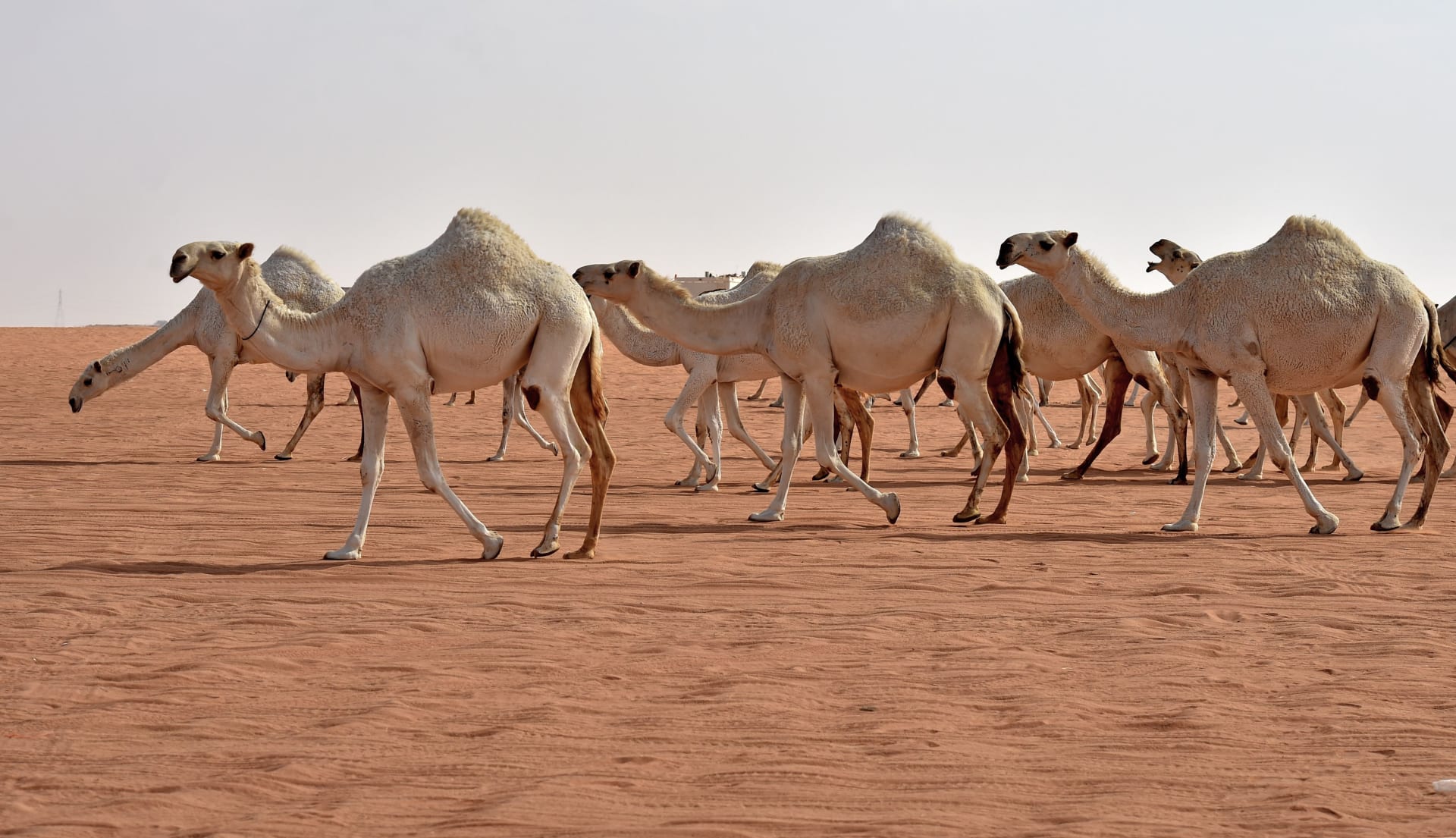 ماذا تسمى الالف من الابل