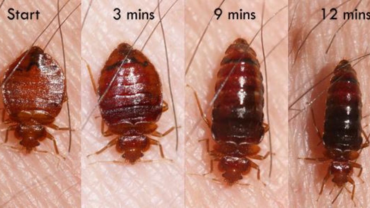 هل البق ينقل الايدز