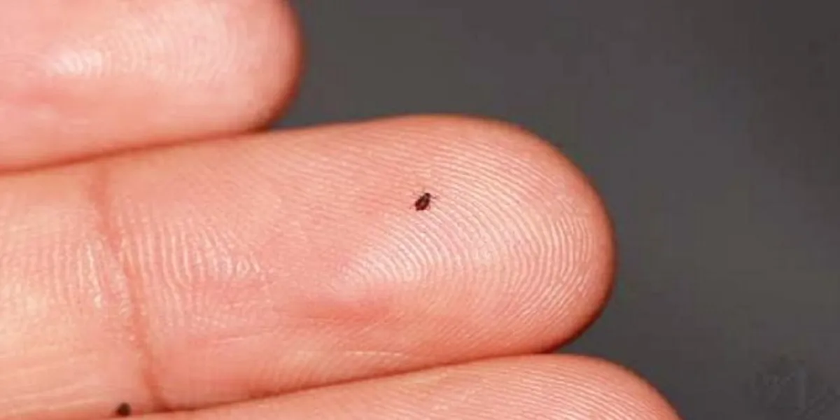 هل الكافور يقتل البق