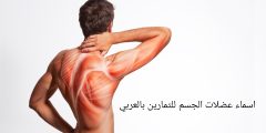 اسماء عضلات الجسم للتمارين بالعربي