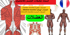 أسماء عضلات الجسم بالانجليزي