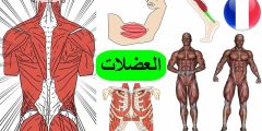 أسماء عضلات الجسم للتمارين بالانجليزي