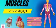 أنواع العضلات في جسم الإنسان PDF