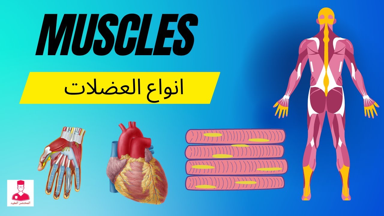 أنواع العضلات في جسم الإنسان PDF
