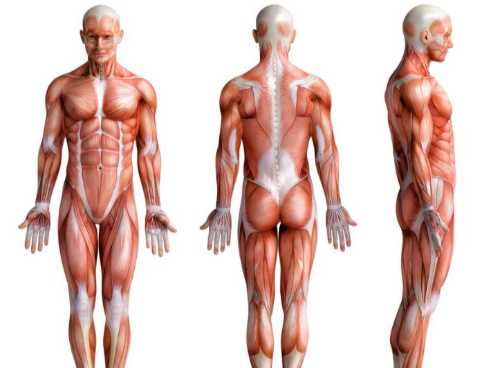 أنواع عضلات جسم الإنسان الهيكلية
